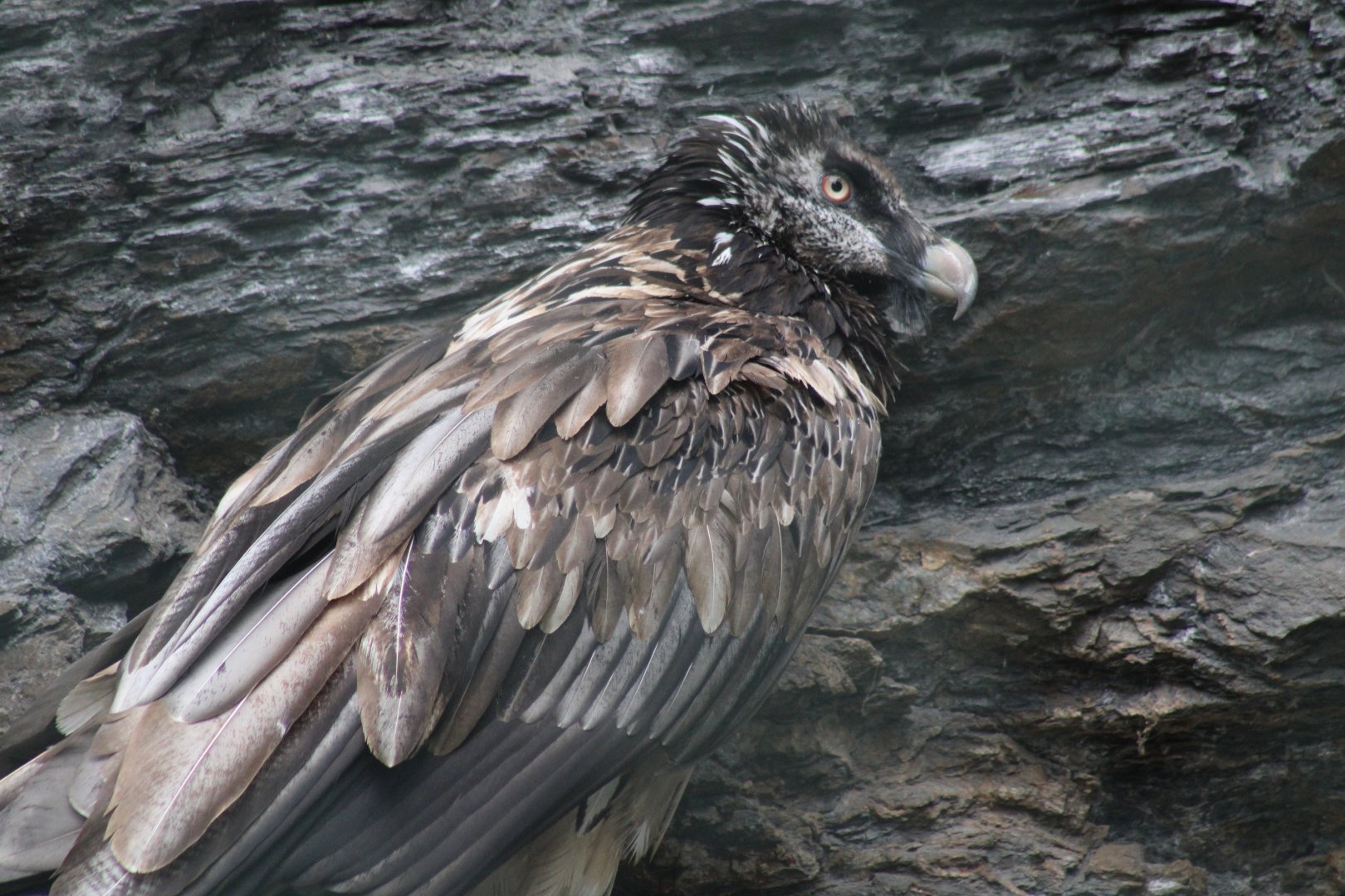 Bearded Vulture
