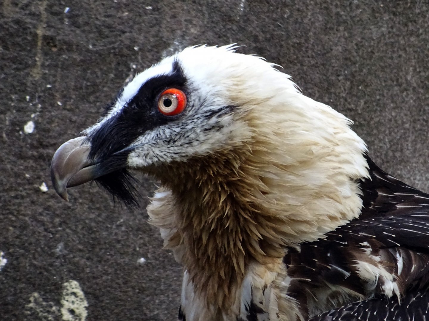 Bearded Vulture