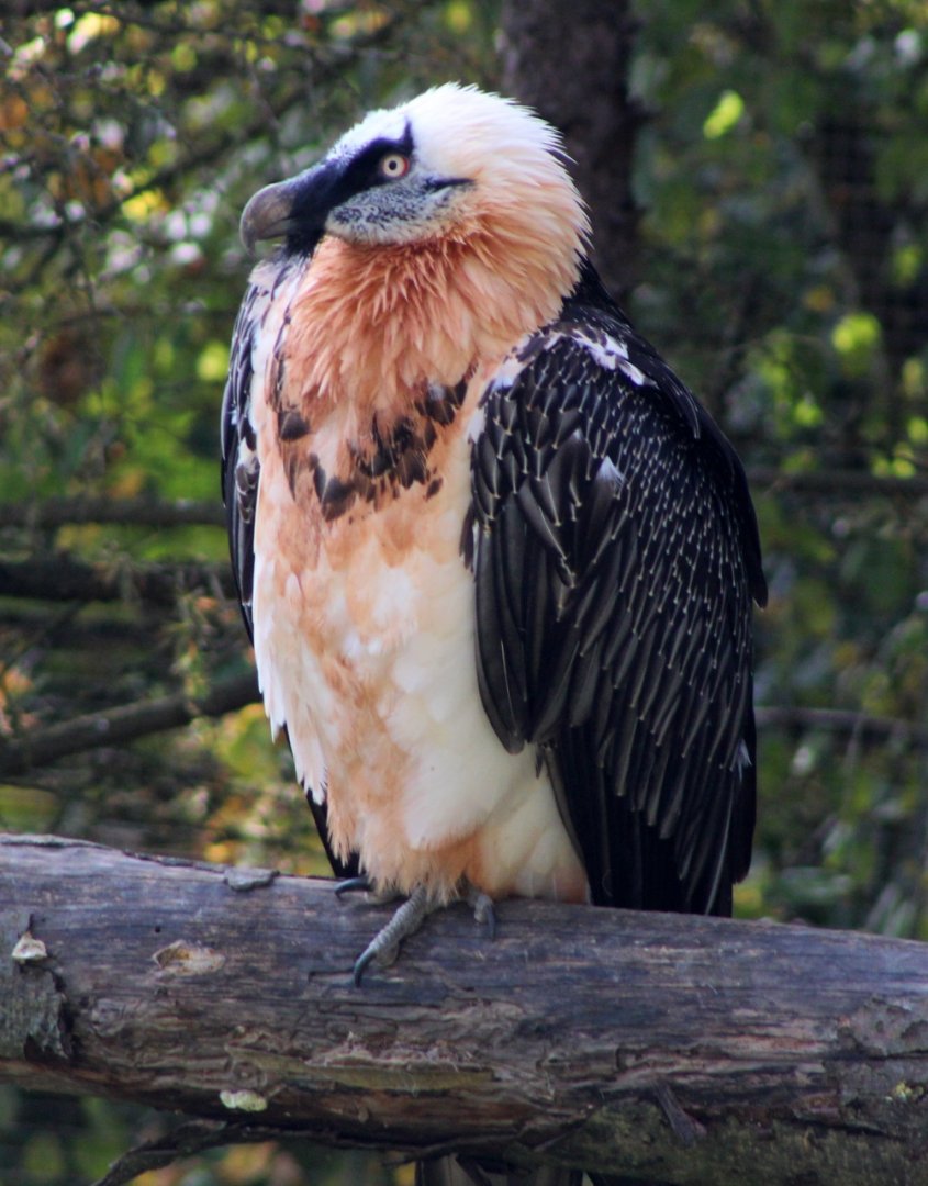 Bearded Vulture