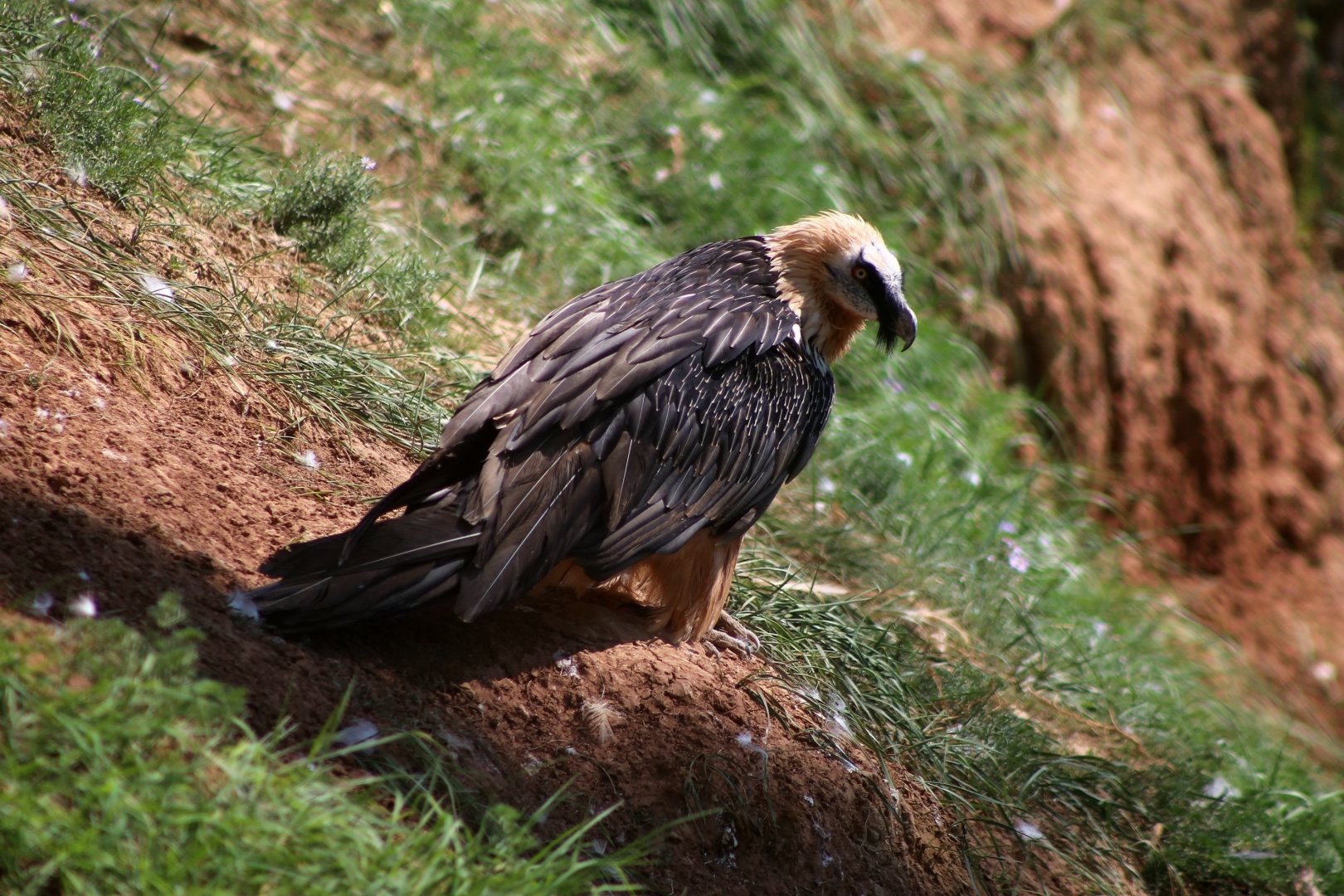 Bearded Vulture