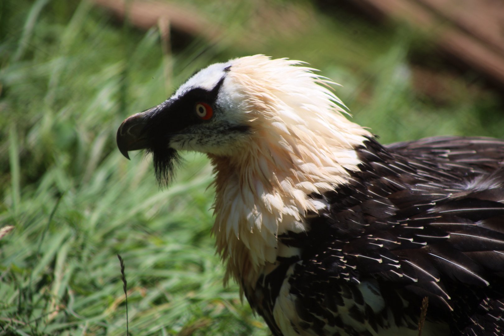 Bearded Vulture