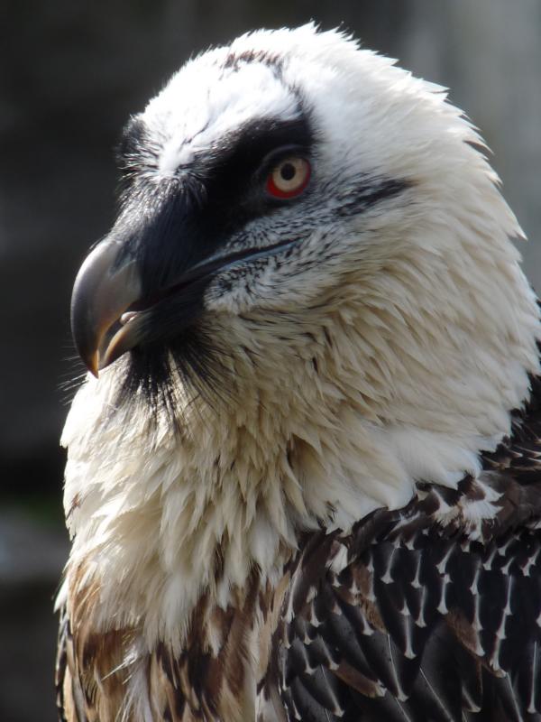 Bearded Vulture