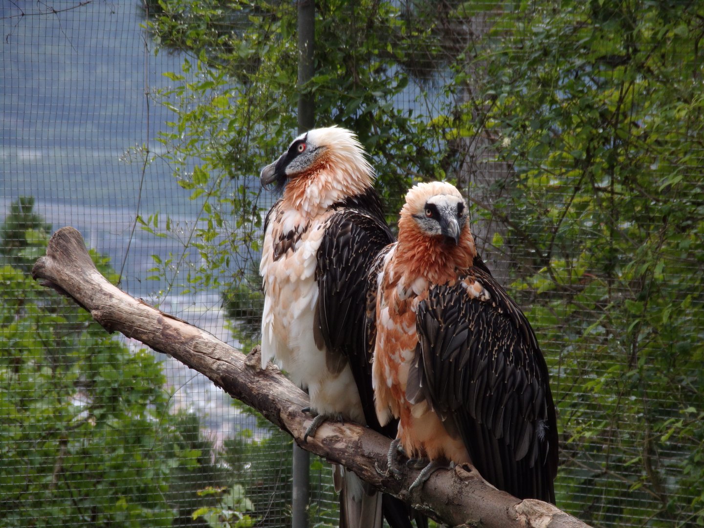 Bearded vultures 9.7.25
