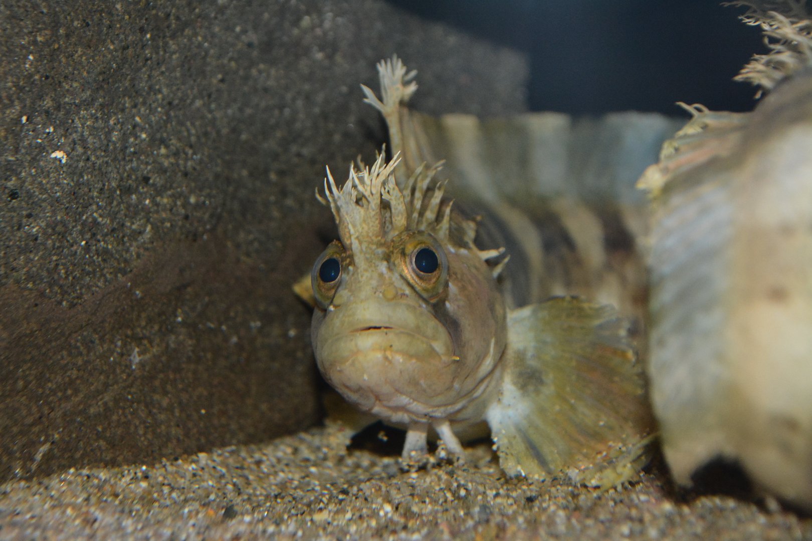 Bearded warbonnet (Chirolophis snyderi)