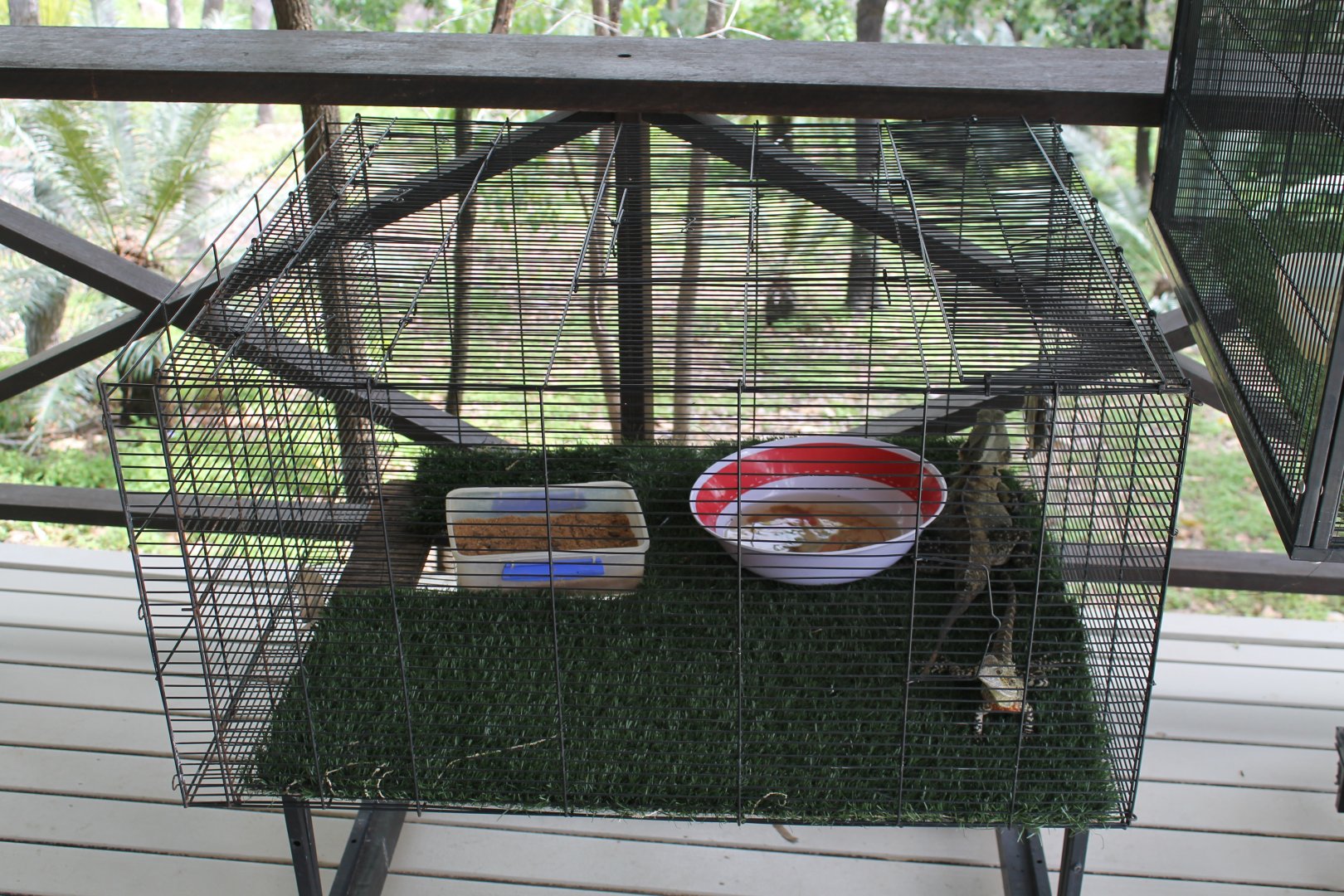 Bearded & Water Dragon enclosure
