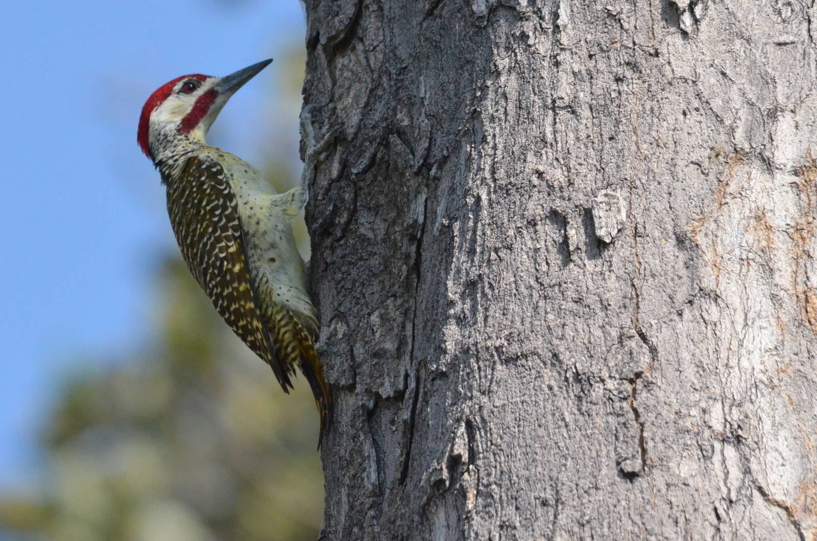 Bearded Woodpecker, Moremi Game Reserve, Botswana, 27/04/16