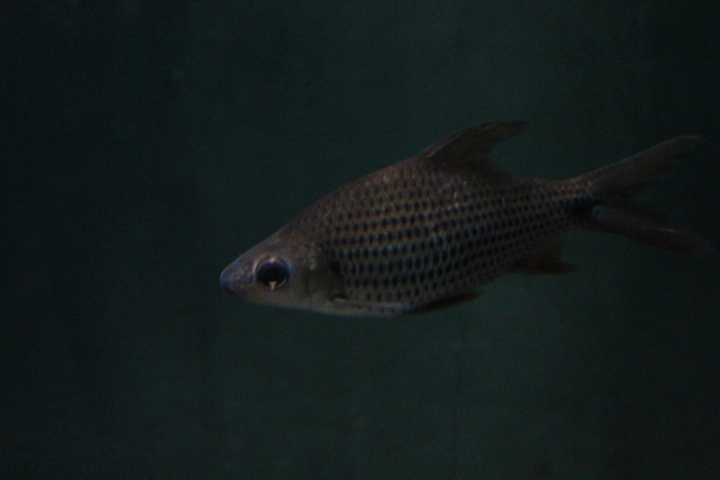 Beardless barb (Cyclocheilichthys apogon) - Animalium BRIN