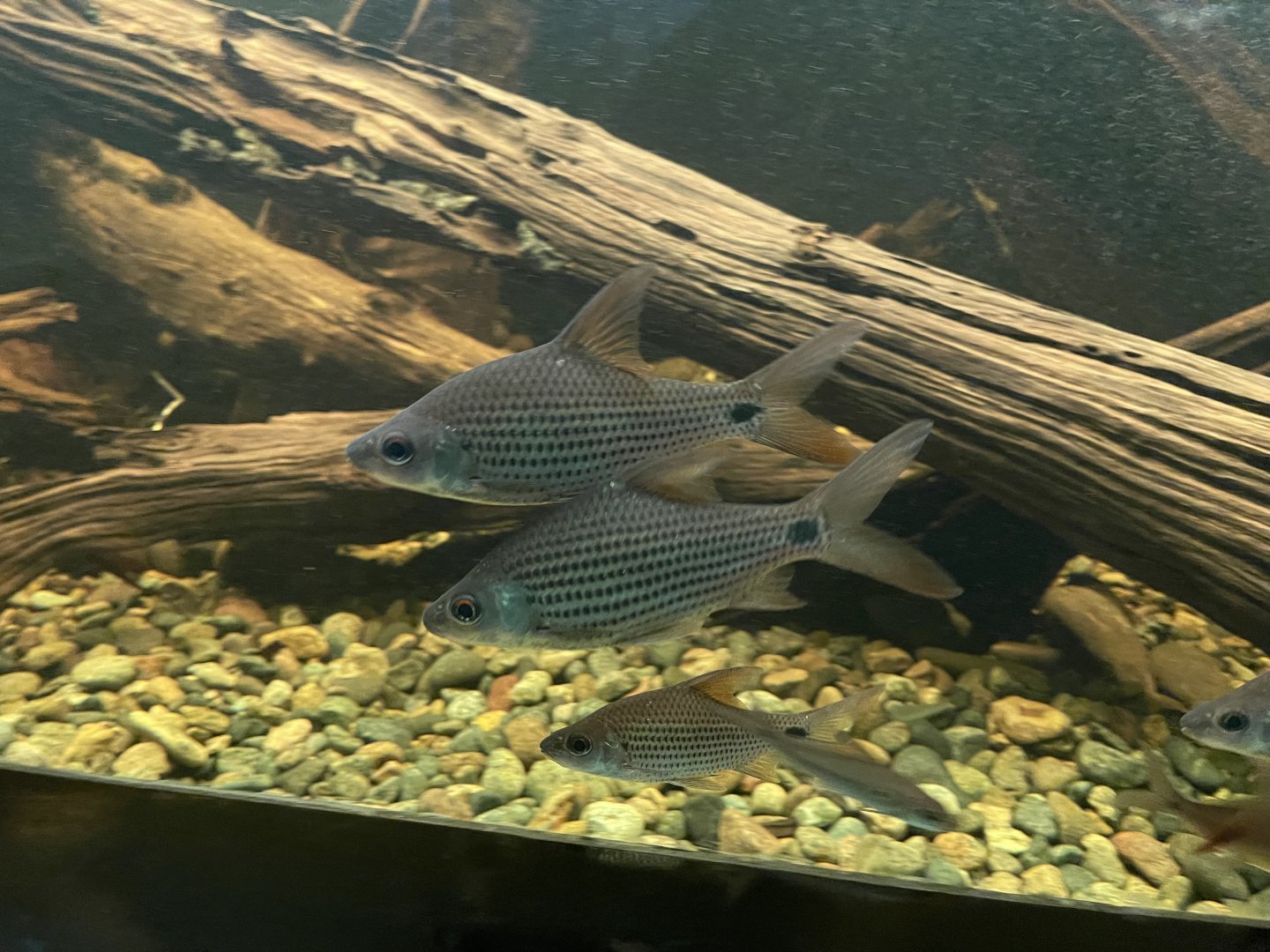 beardless barb (cyclocheilichthys apogon) - dunia air tawar