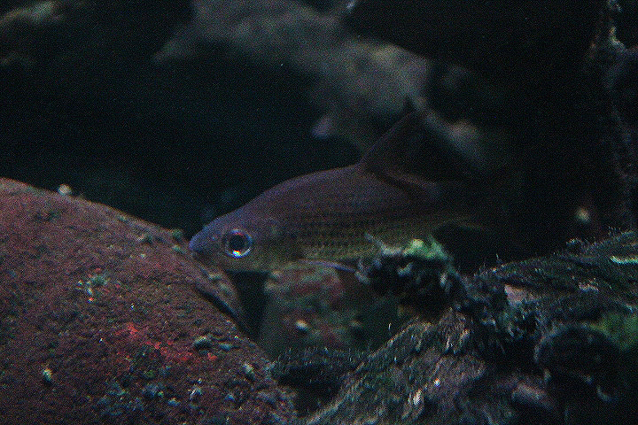 Beardless barb (Cyclocheilichthys apogon)
