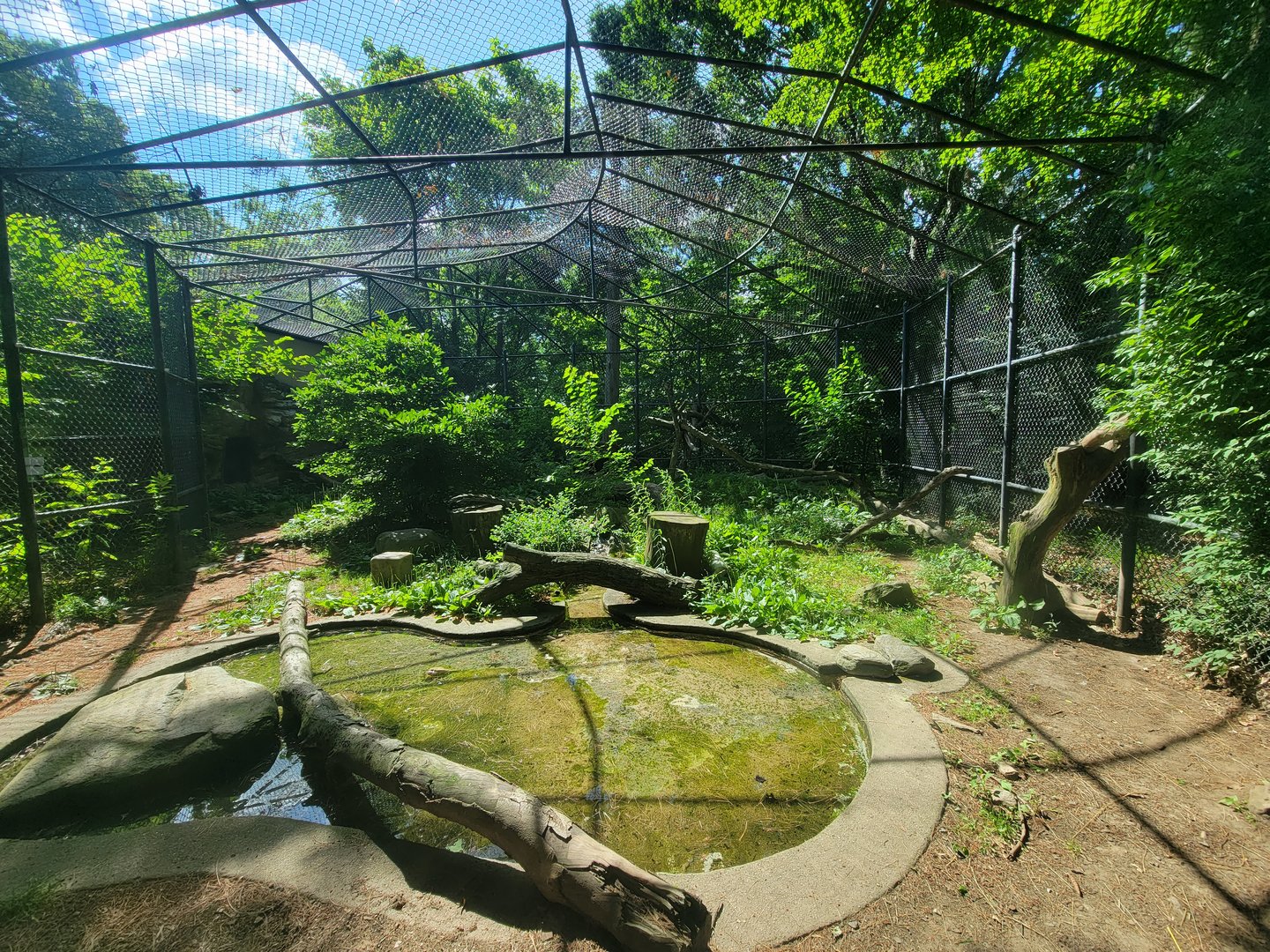 Beardsley 7/22 - Amur leopard exhibit