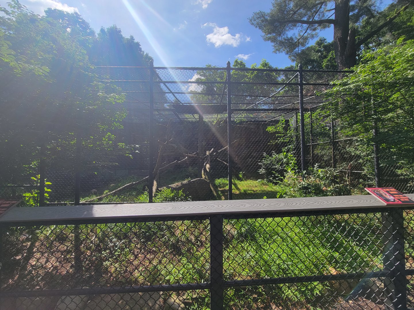 Beardsley 7/22 - Amur leopard