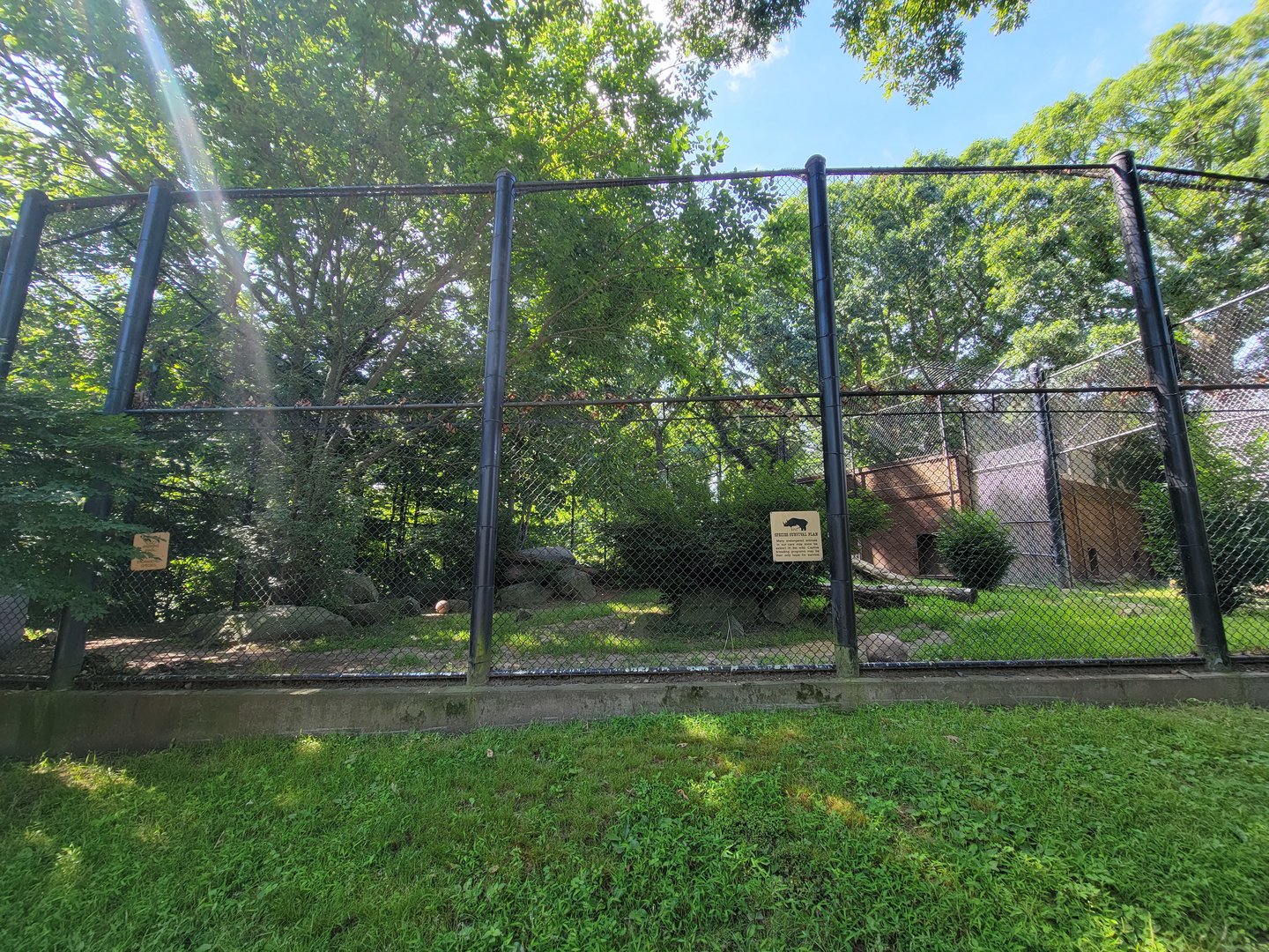 Beardsley 7/22 - Amur tiger