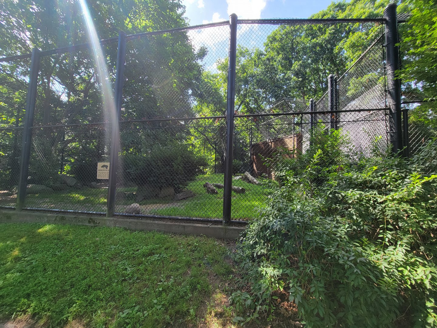 Beardsley 7/22 - Amur tiger