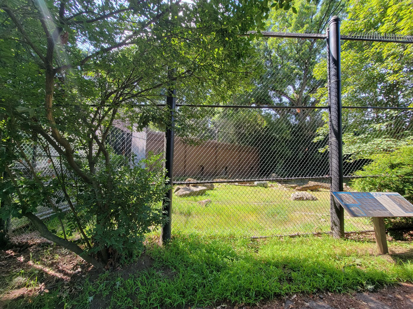 Beardsley 7/22 - Amur tiger