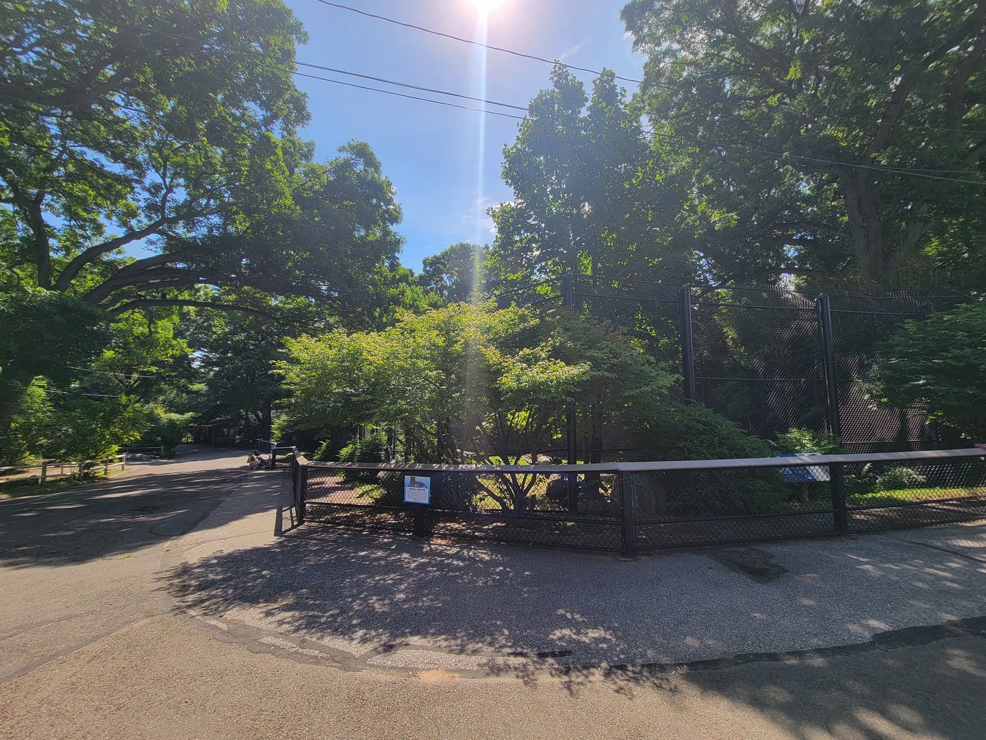 Beardsley 7/22 - Amur tiger