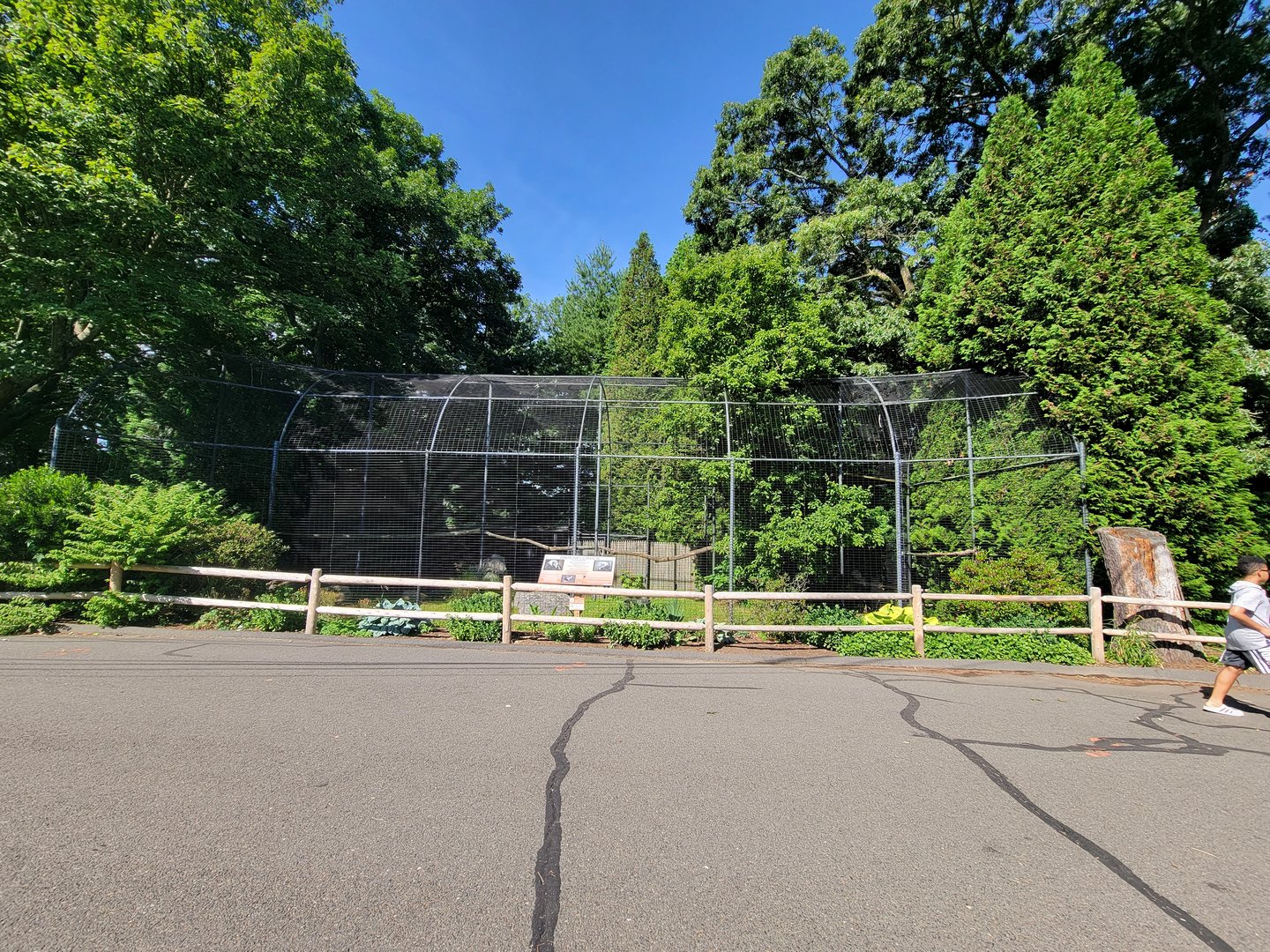 Beardsley 7/22 - Andean condors