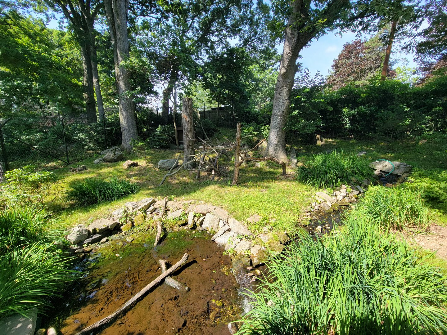 Beardsley 7/22 - Bald eagles