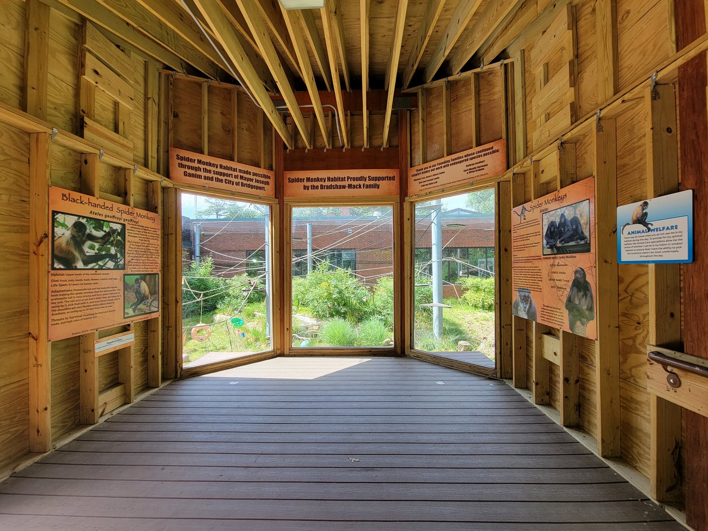 Beardsley 7/22 - Black-handed spider monkey viewing