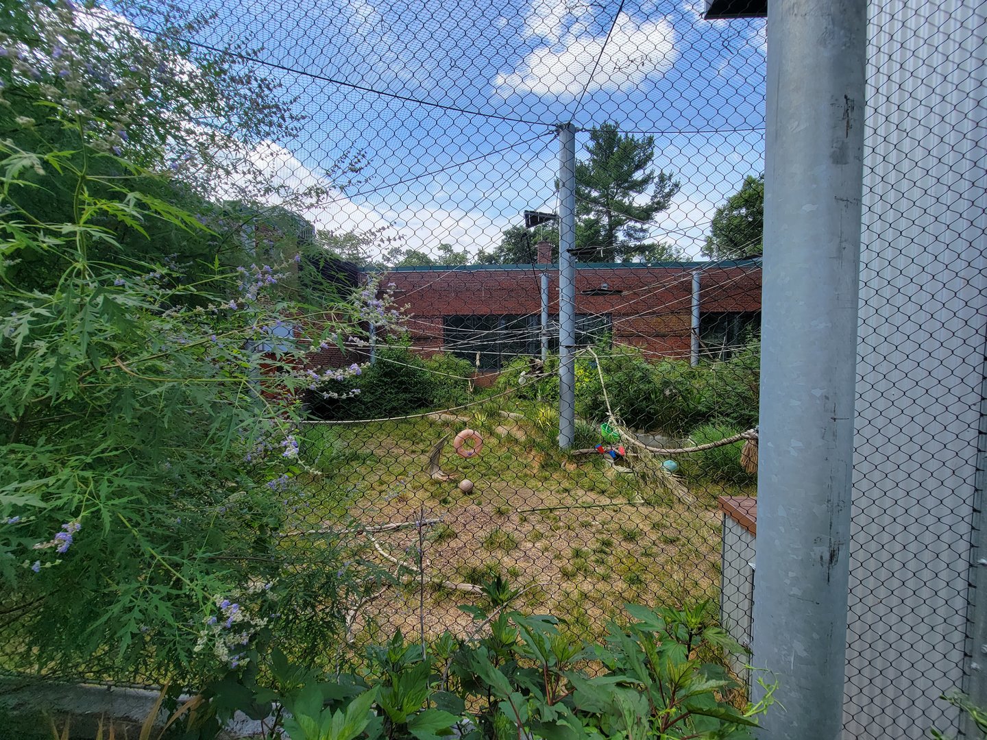 Beardsley 7/22 - Black-handed spider monkeys