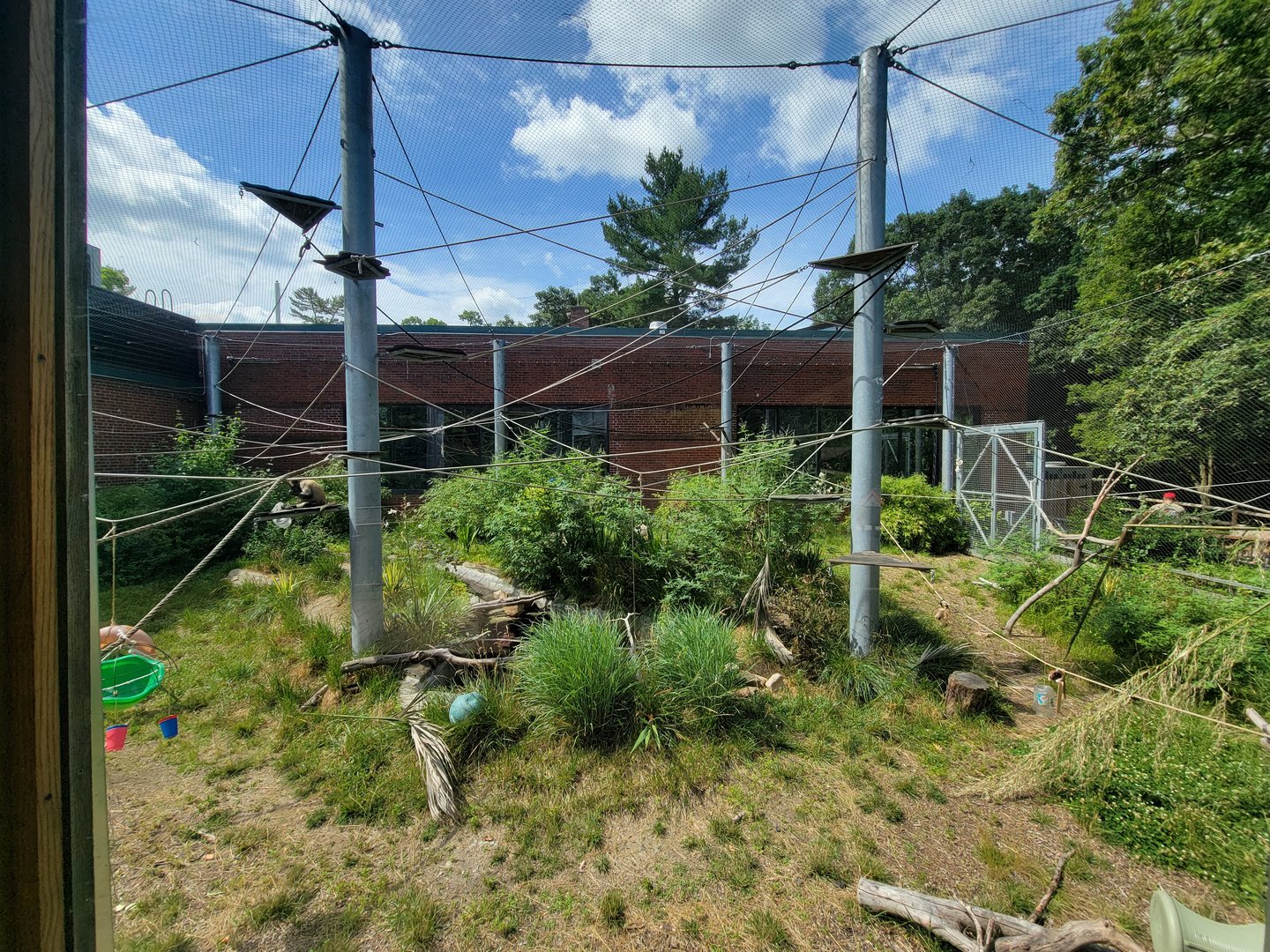 Beardsley 7/22 - Black-handed spider monkeys
