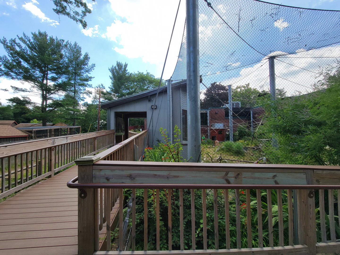 Beardsley 7/22 - Black-handed spider monkeys