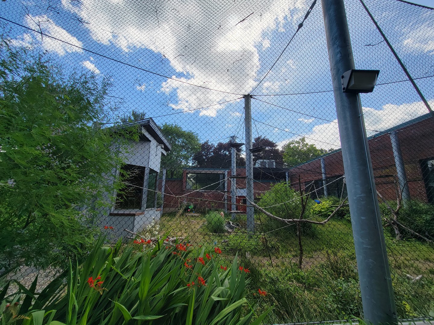 Beardsley 7/22 - Black-handed spider monkeys