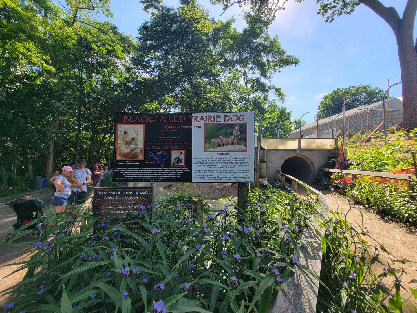 Beardsley 7/22 - Black-tailed prairie dogs
