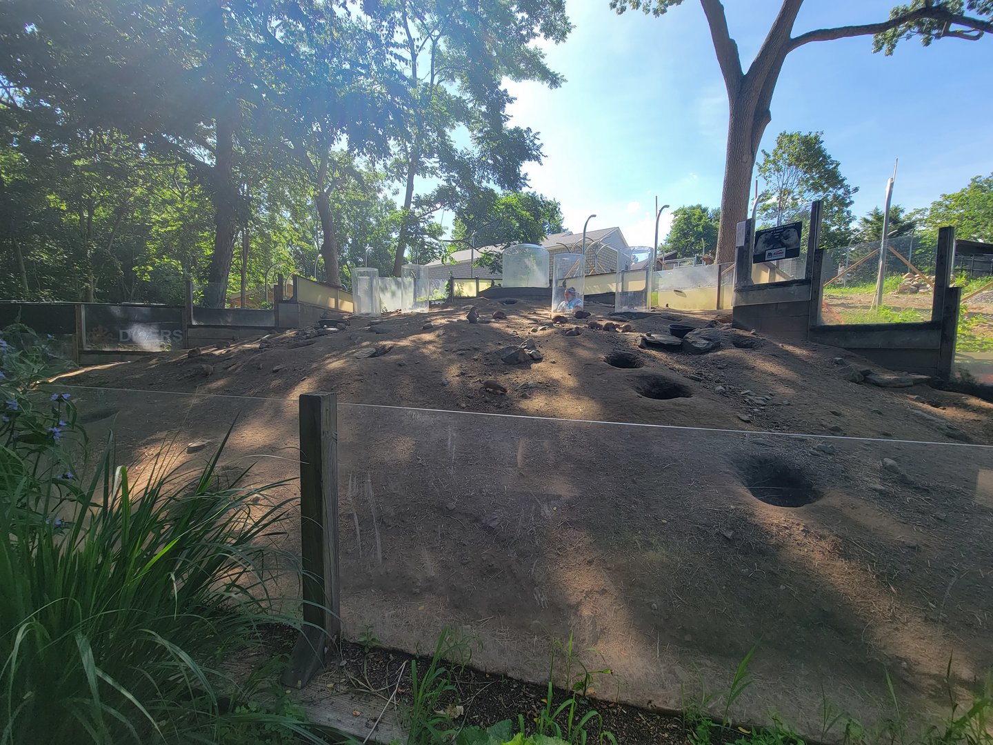 Beardsley 7/22 - Black-tailed prairie dogs