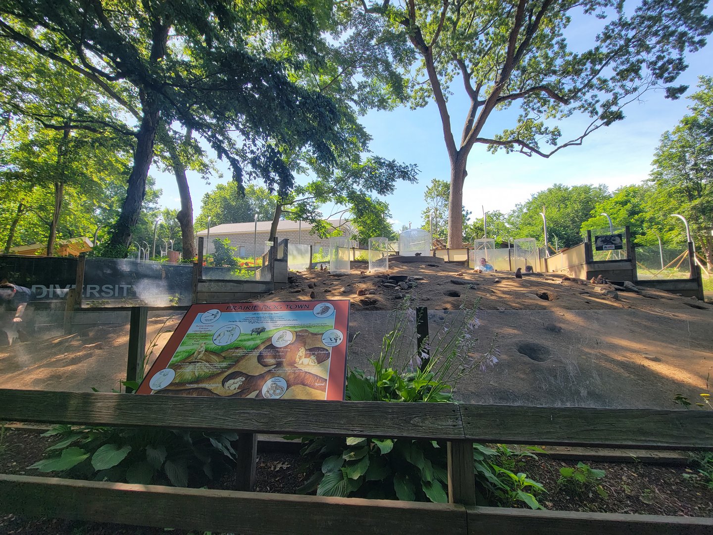 Beardsley 7/22 - Black-tailed prairie dogs