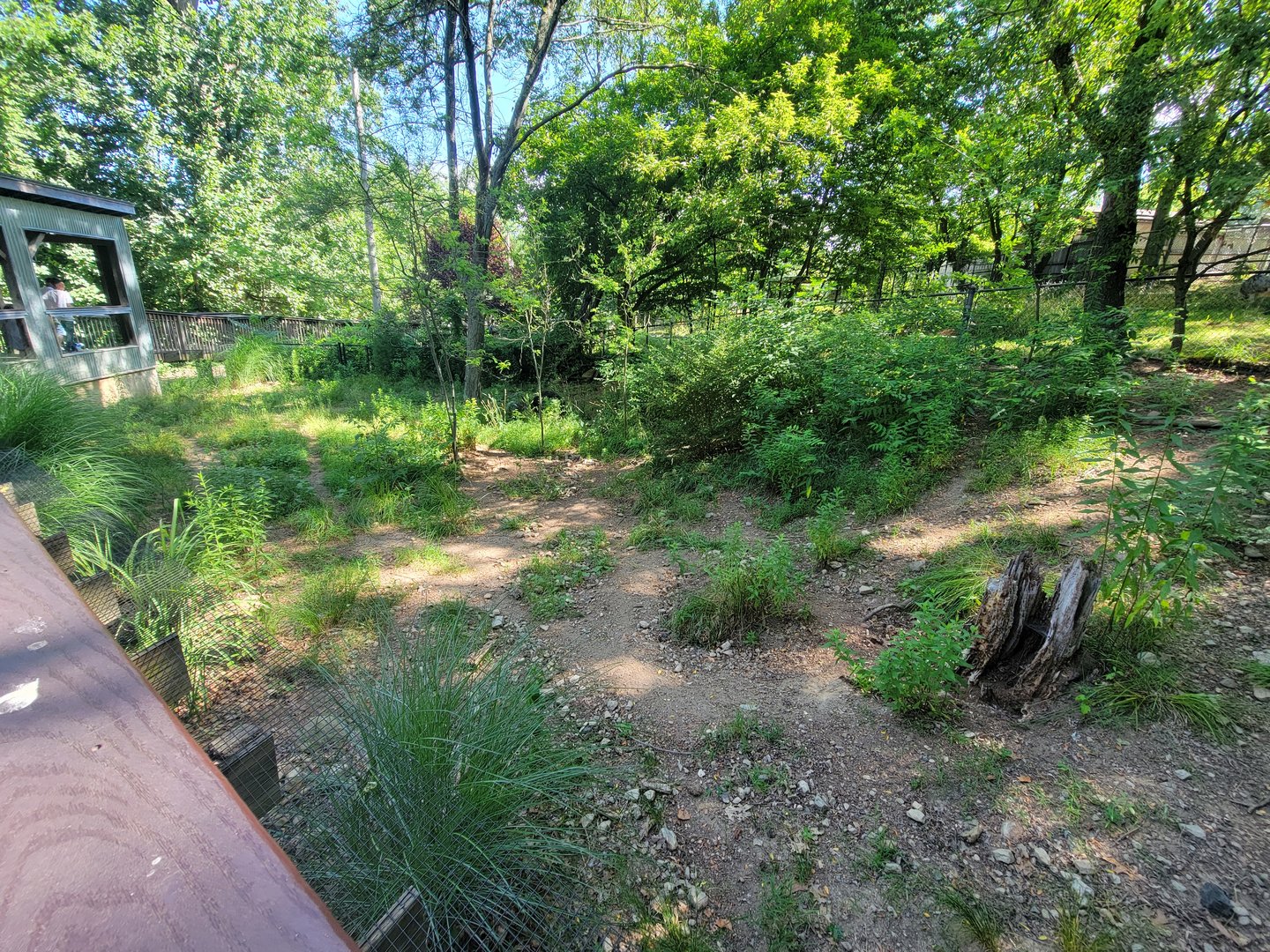 Beardsley 7/22 - Chacoan peccary yard