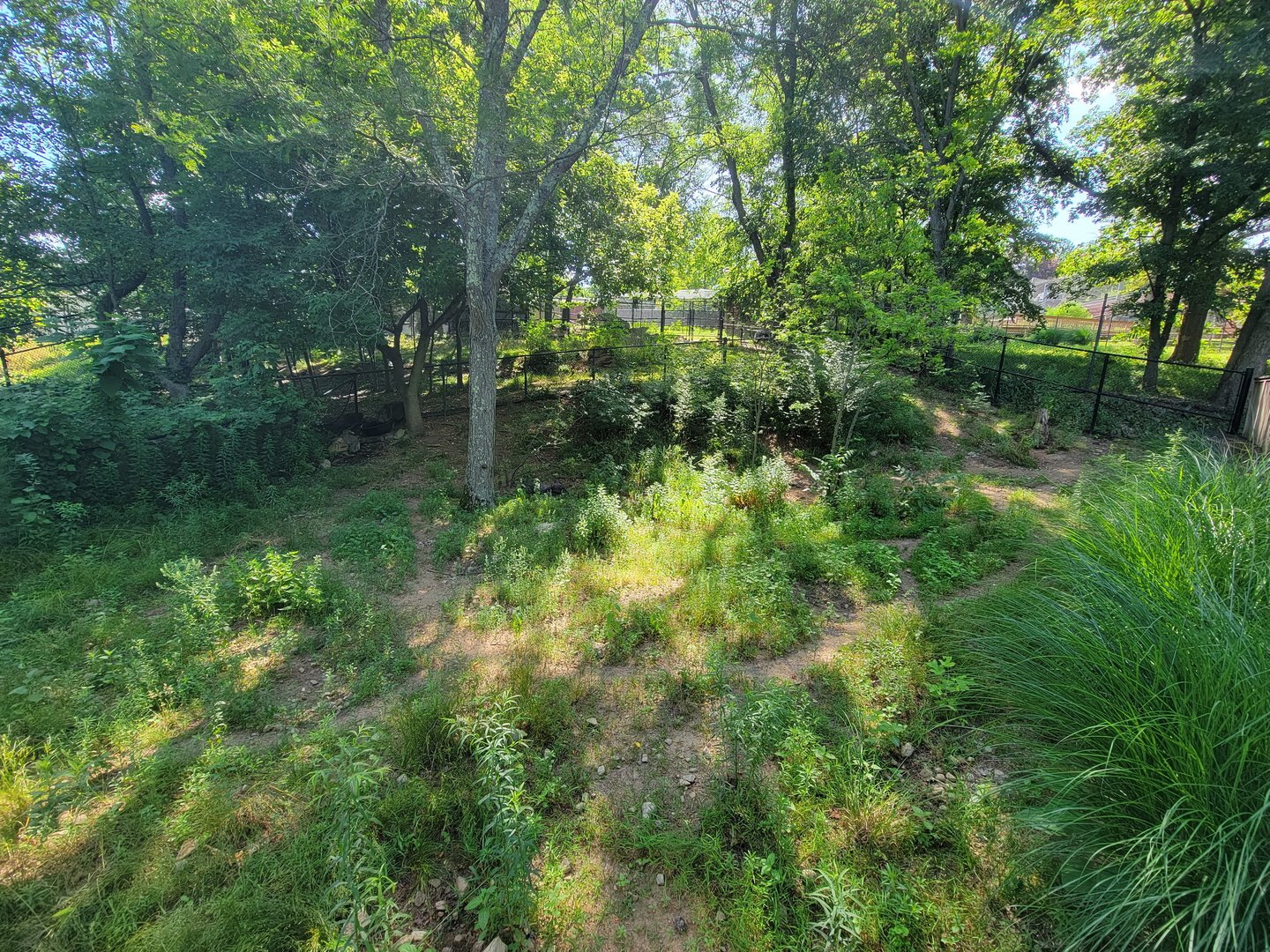 Beardsley 7/22 - Chacoan peccary yard