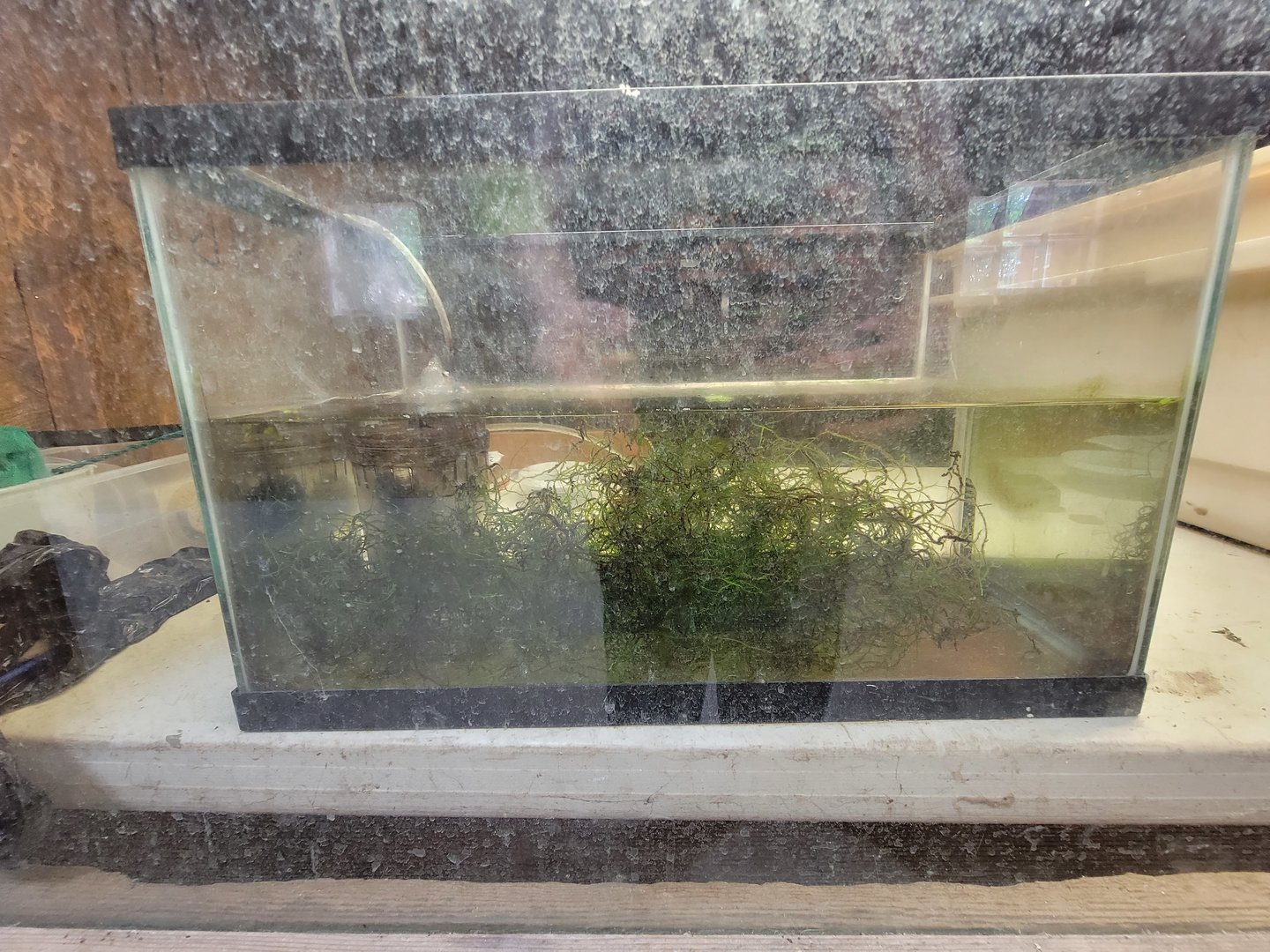 Beardsley 7/22 - Farmyard, "adult striped newts"