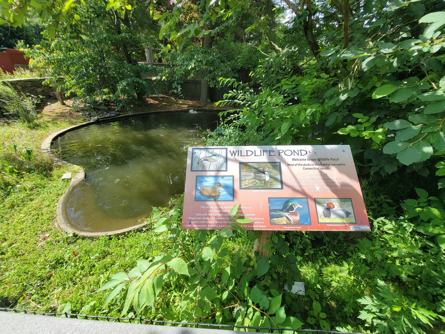 Beardsley 7/22 - Farmyard, another duck pond