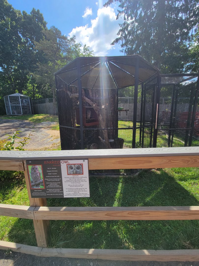 Beardsley 7/22 - Farmyard, barred owl