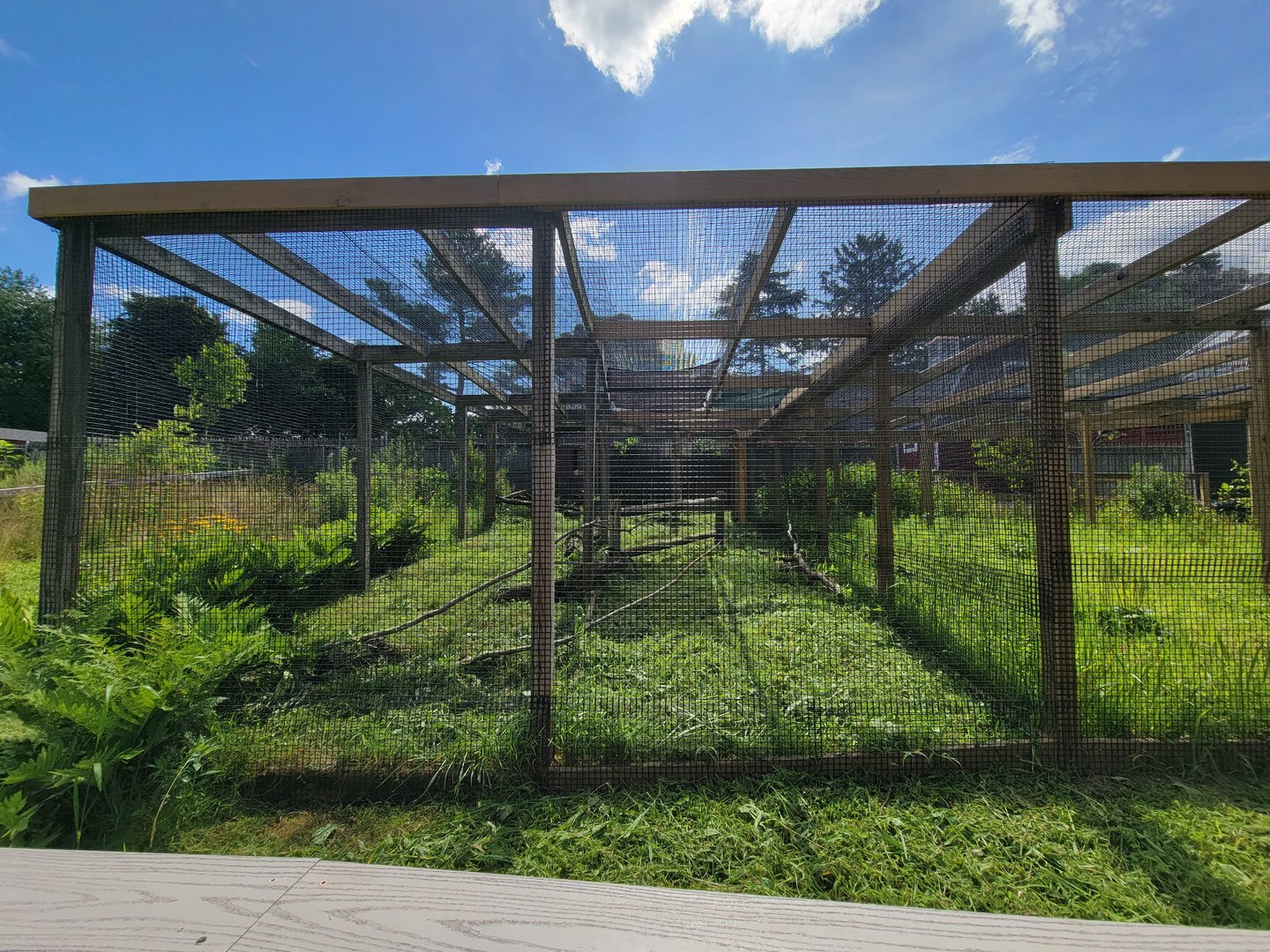 Beardsley 7/22 - Farmyard, common raven
