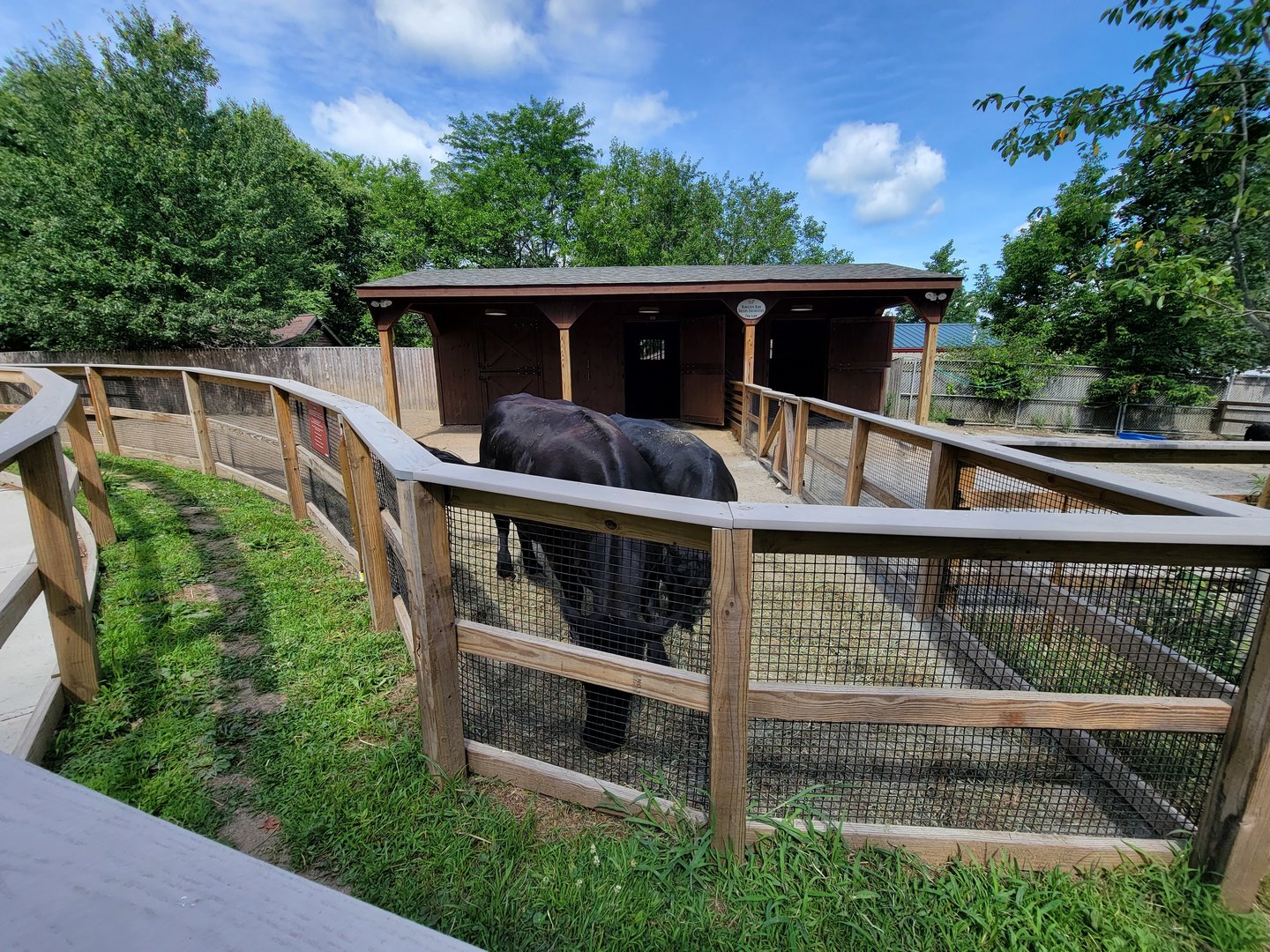 Beardsley 7/22 - Farmyard, Dexter cattle