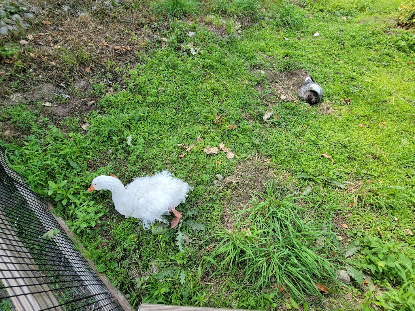 Beardsley 7/22 - Farmyard, domestic ducks