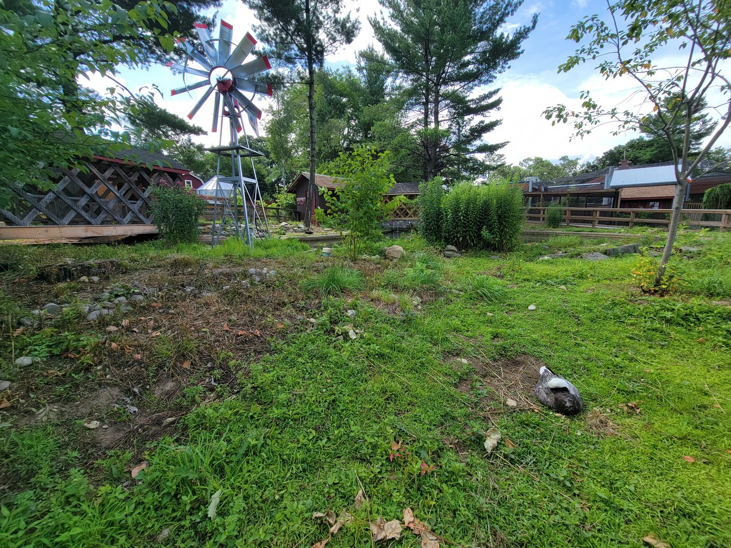 Beardsley 7/22 - Farmyard, domestic ducks