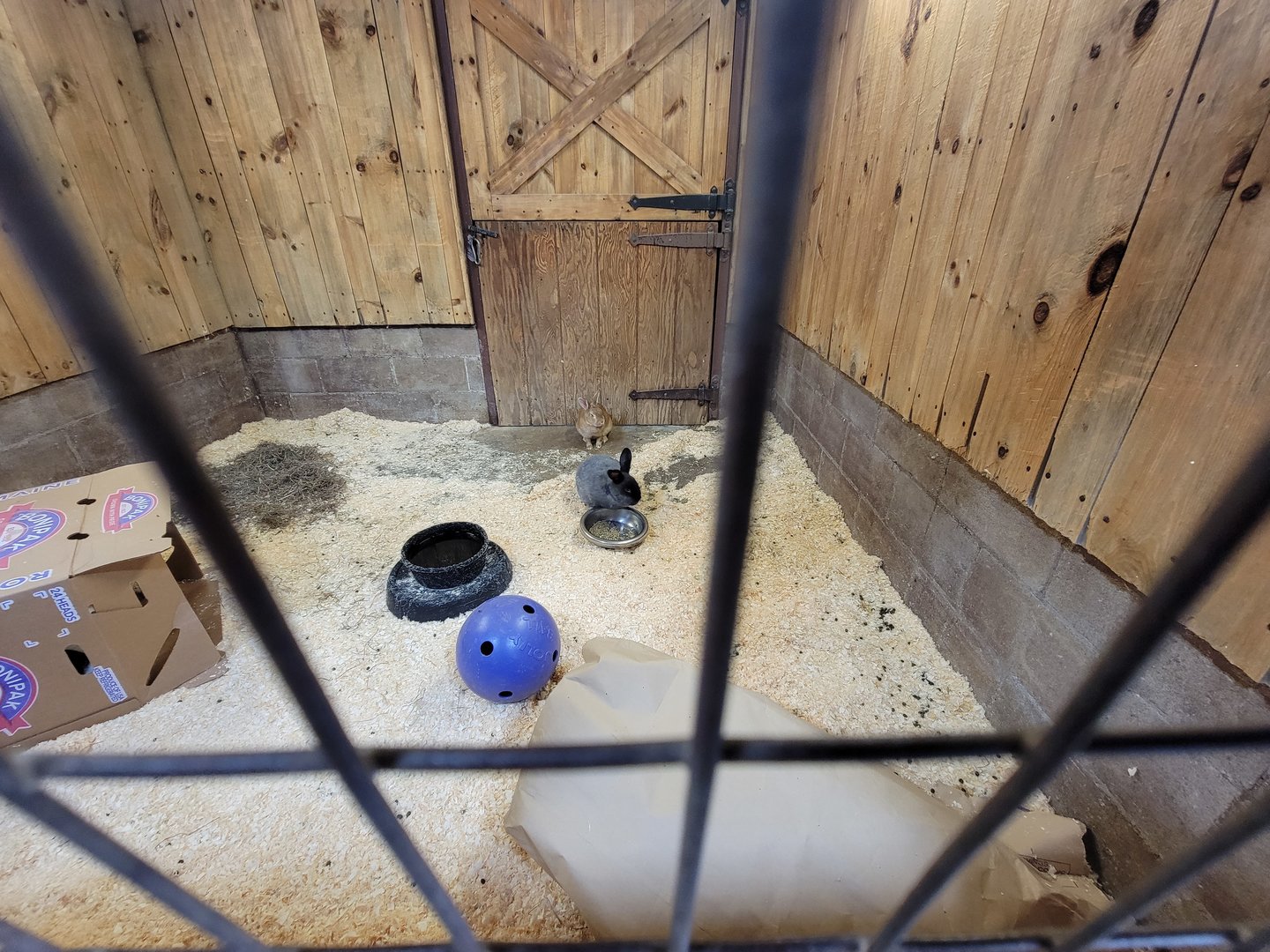 Beardsley 7/22 - Farmyard, domestic rabbits