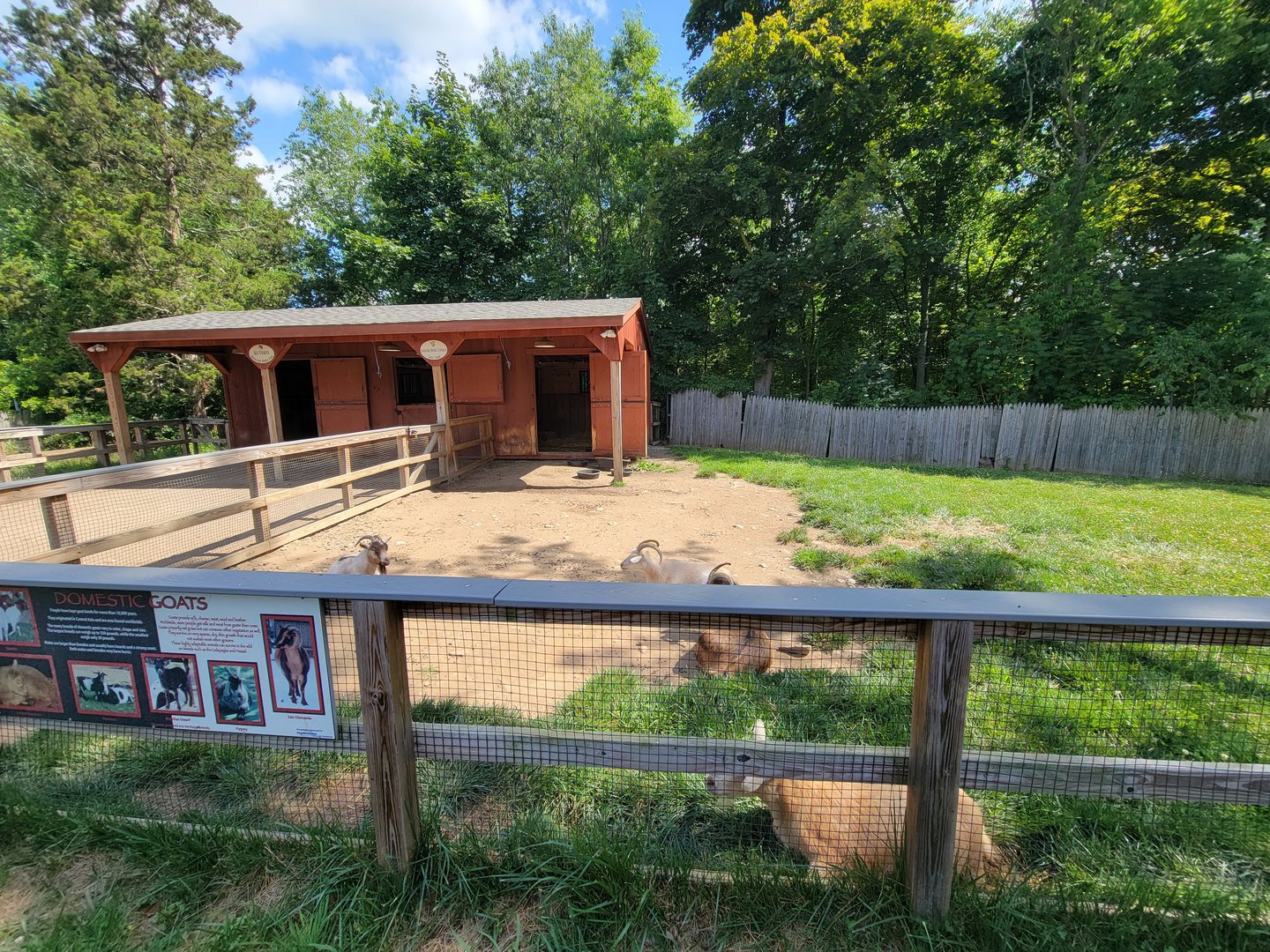 Beardsley 7/22 - Farmyard, goats