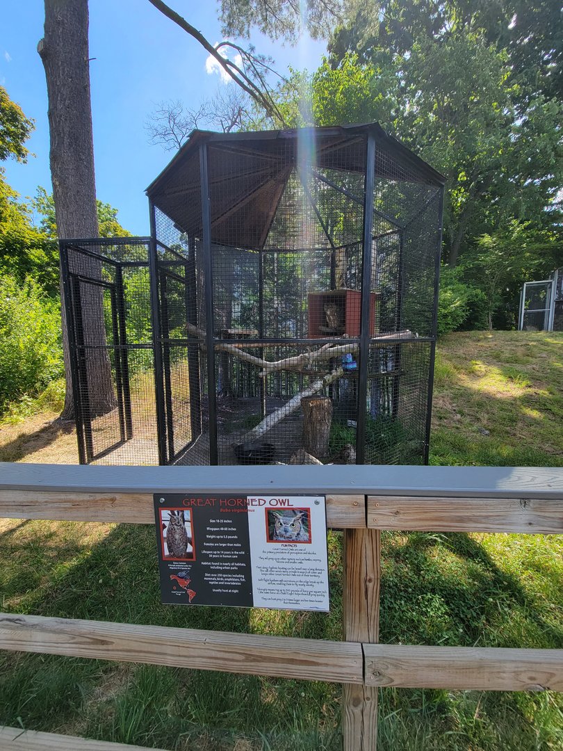 Beardsley 7/22 - Farmyard, great horned owl