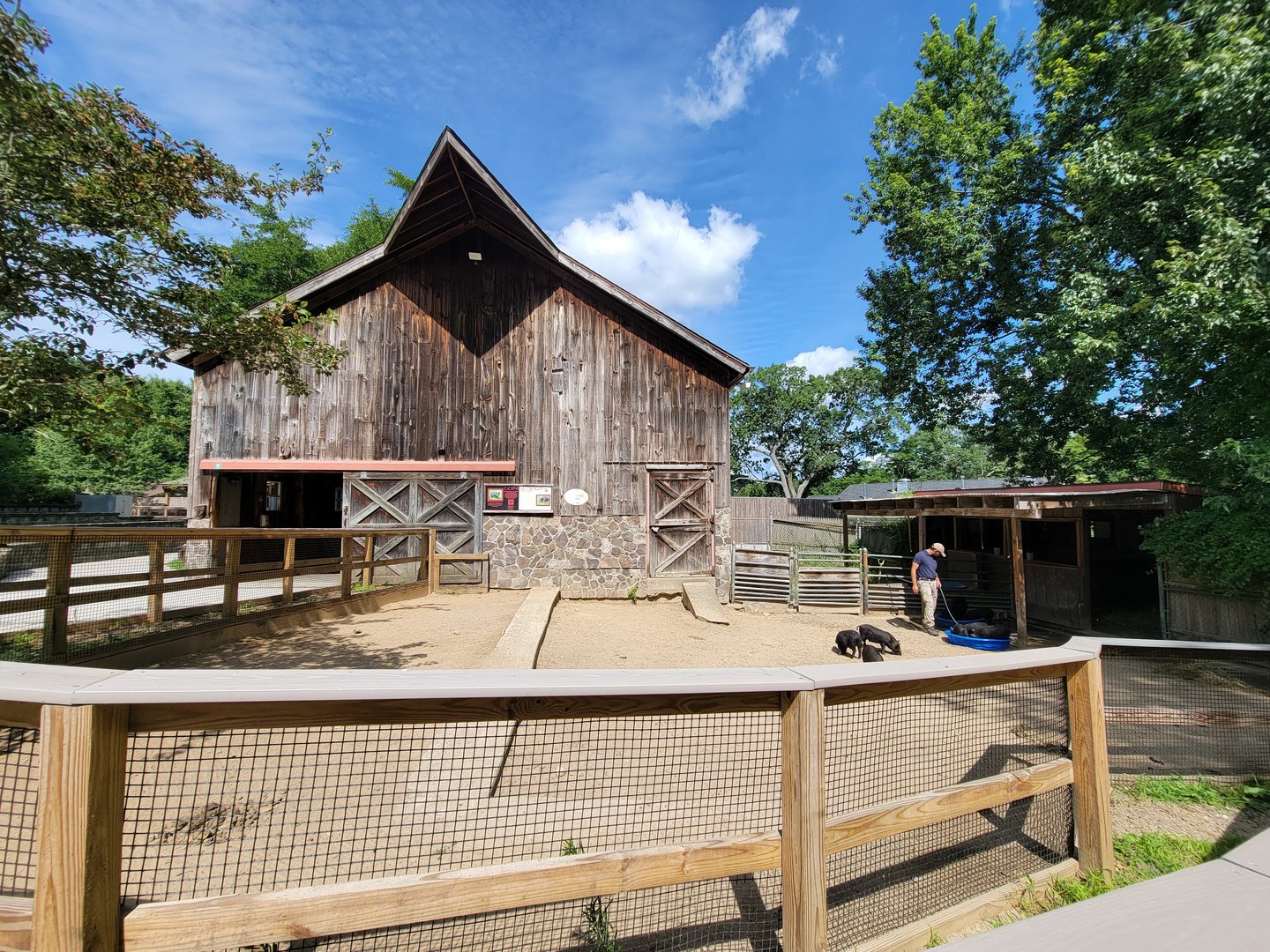 Beardsley 7/22 - Farmyard, Guinea hog piglets