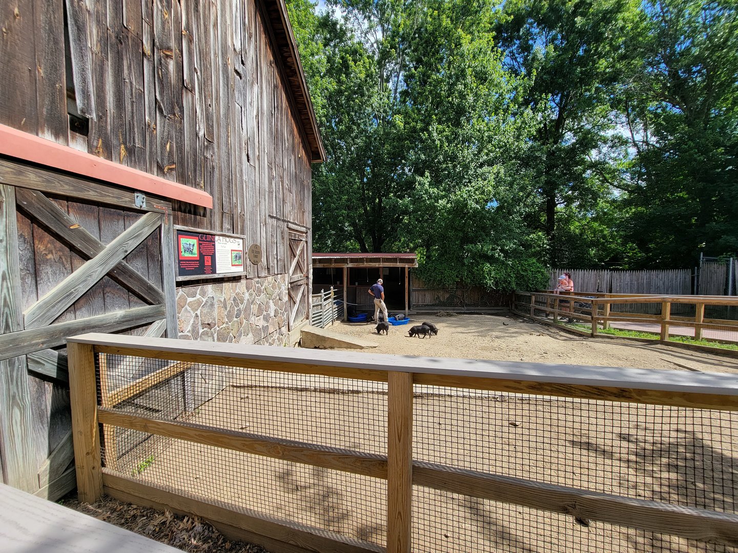 Beardsley 7/22 - Farmyard, Guinea hog piglets