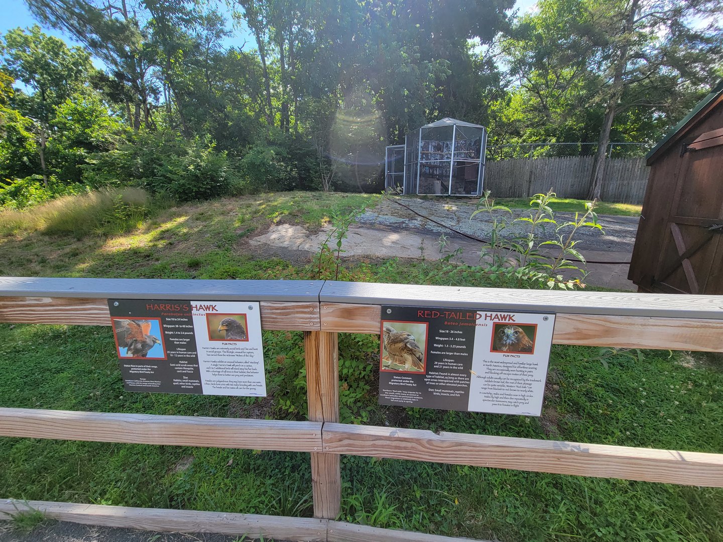 Beardsley 7/22 - Farmyard, Harris's hawk, red-tailed hawk