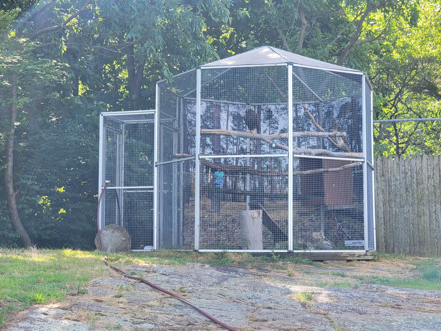 Beardsley 7/22 - Farmyard, Harris's hawk, red-tailed hawk