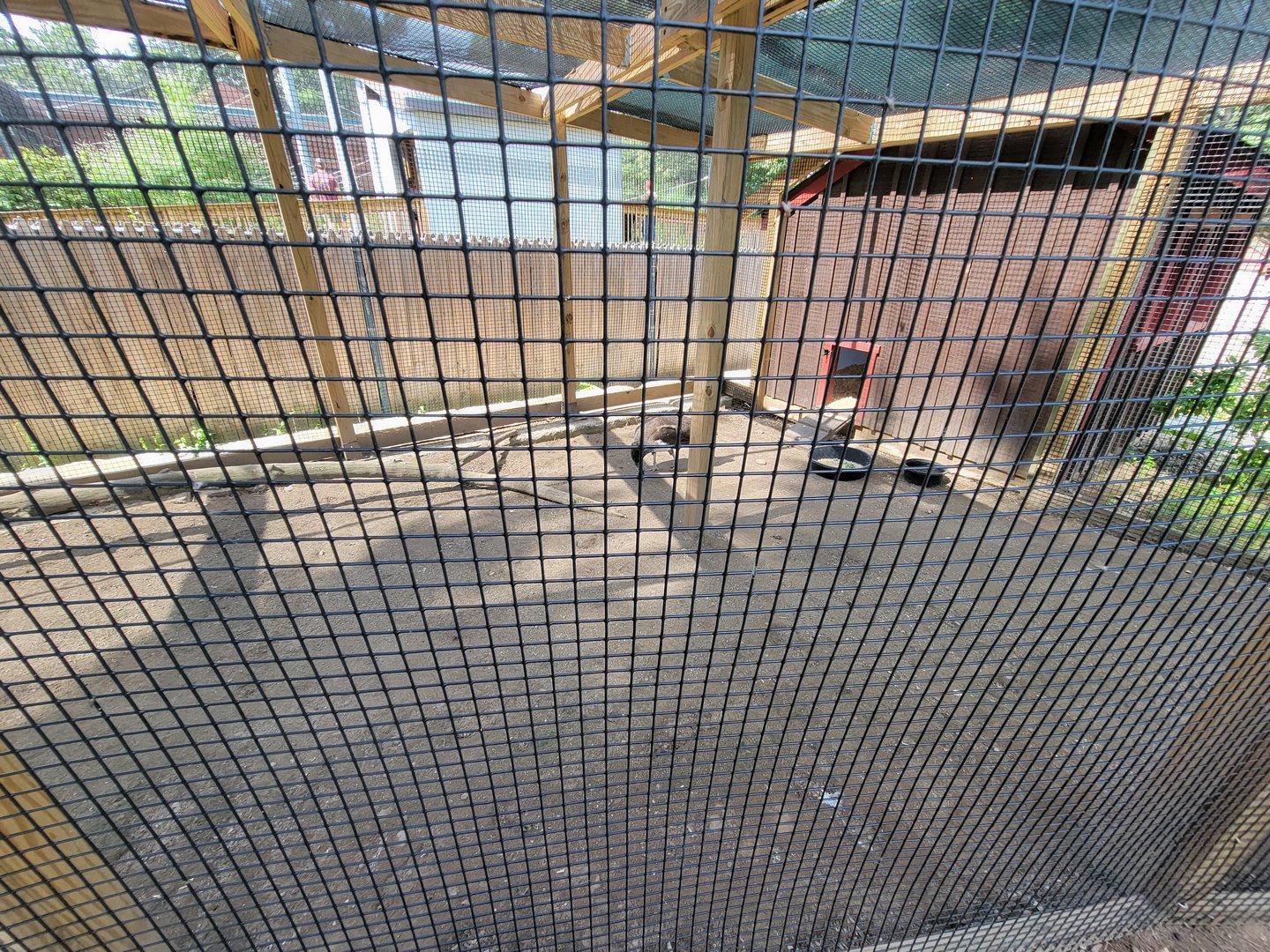 Beardsley 7/22 - Farmyard, Indian peafowl