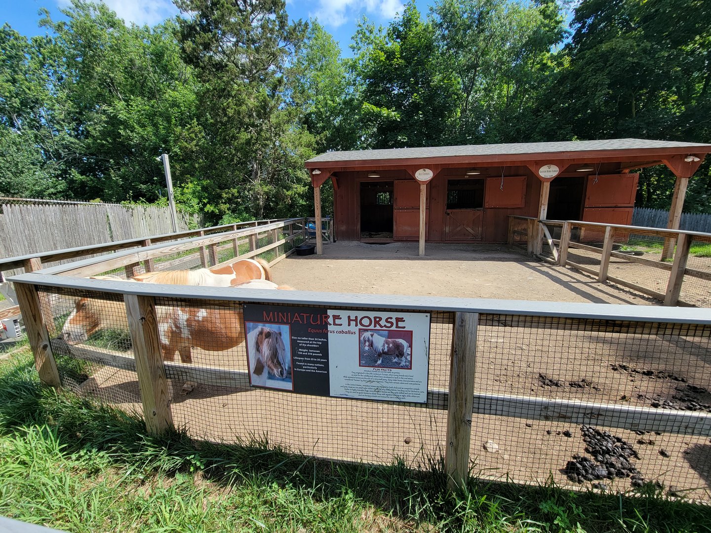 Beardsley 7/22 - Farmyard, miniature horse