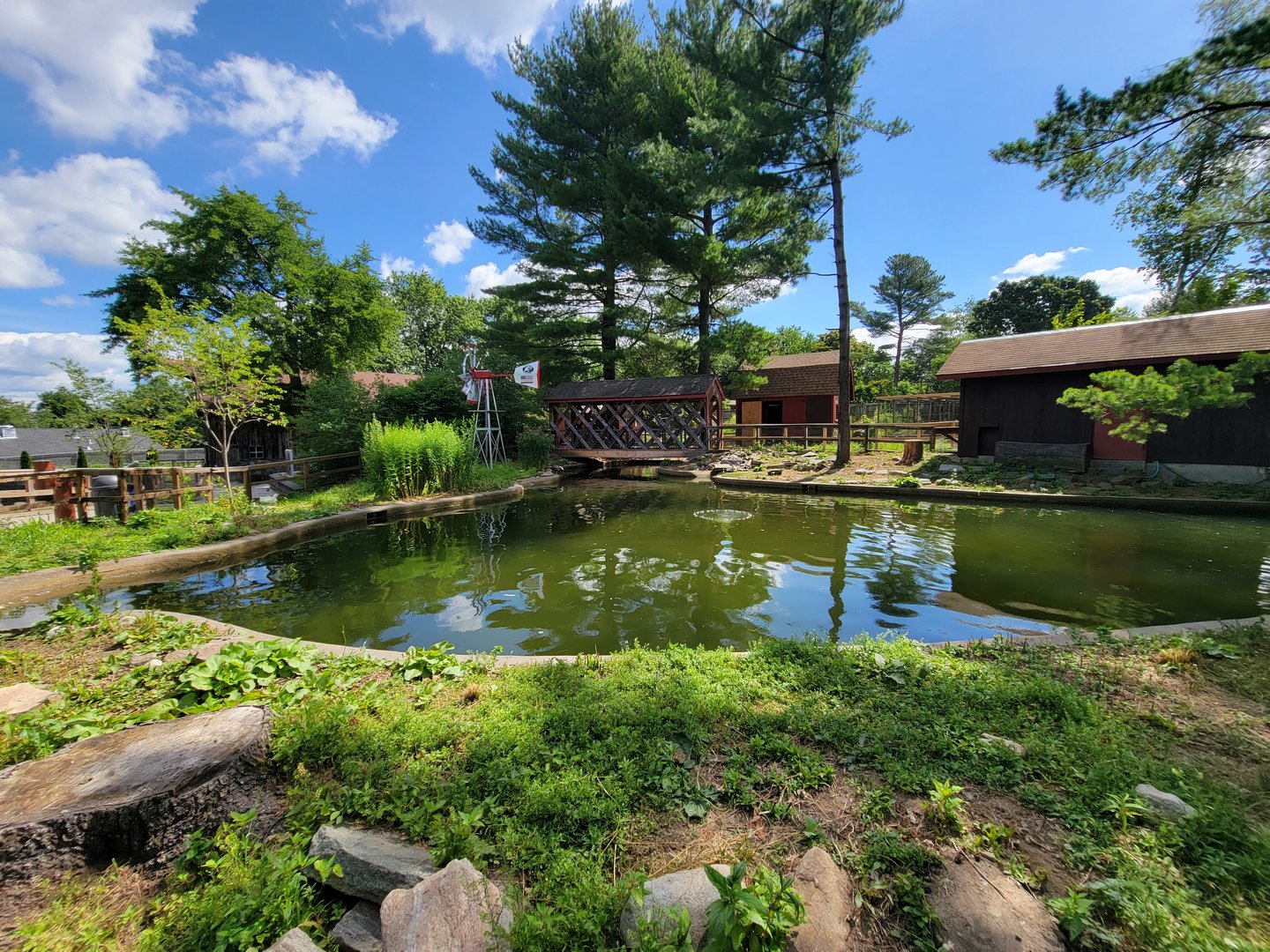 Beardsley 7/22 - Farmyard pond