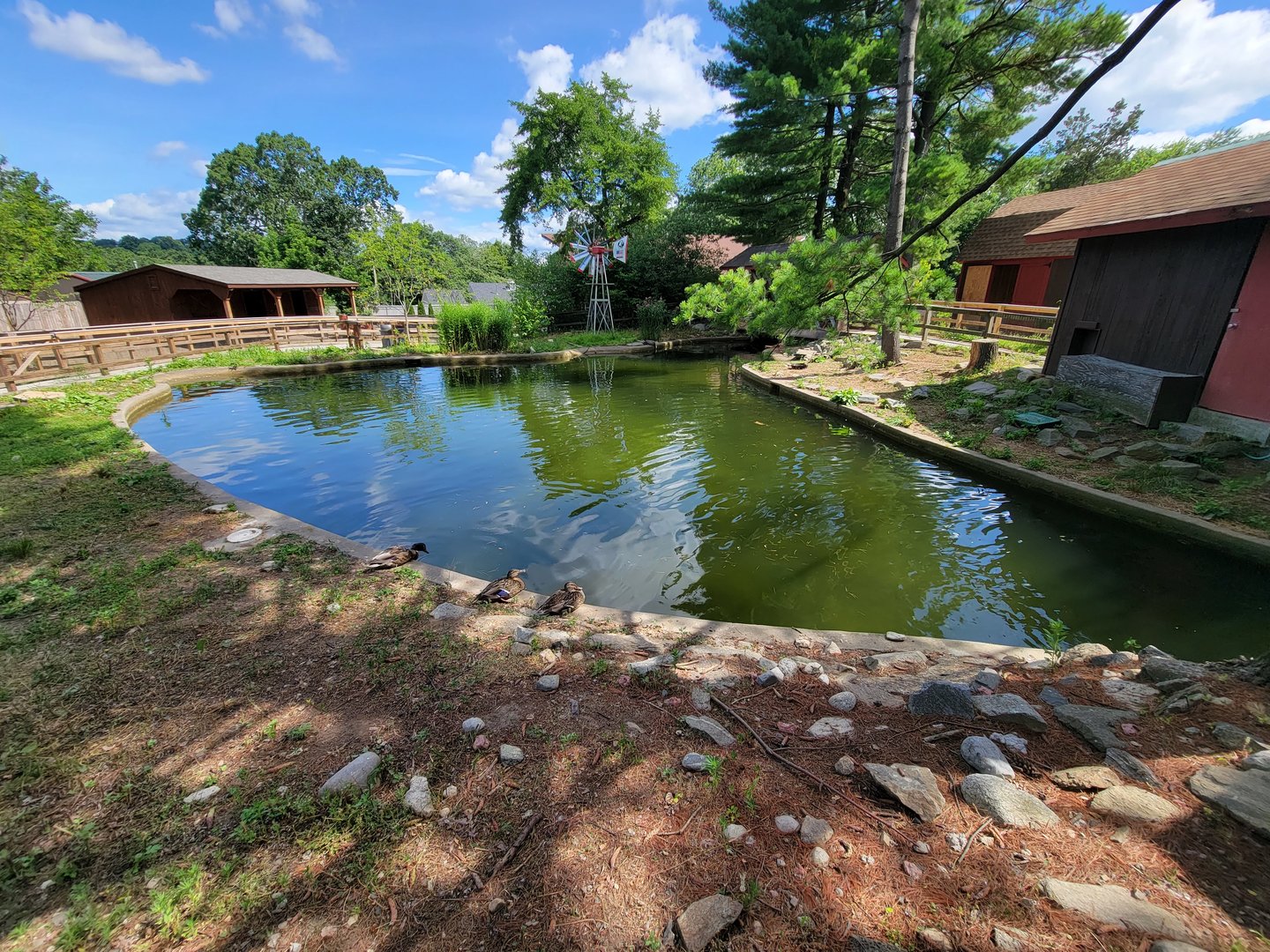 Beardsley 7/22 - Farmyard, wild mallards