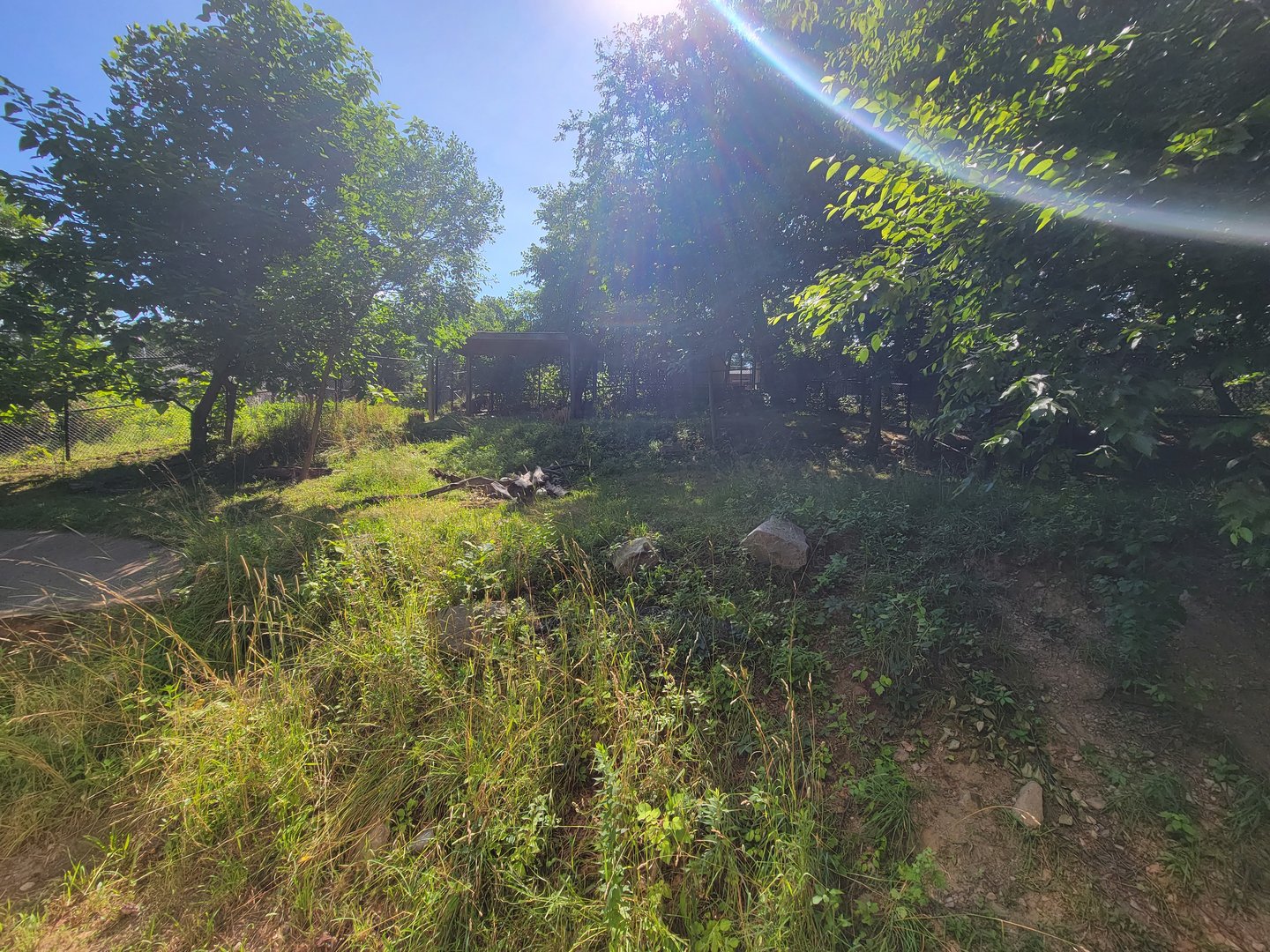 Beardsley 7/22 - Giant anteater and greater rhea yard